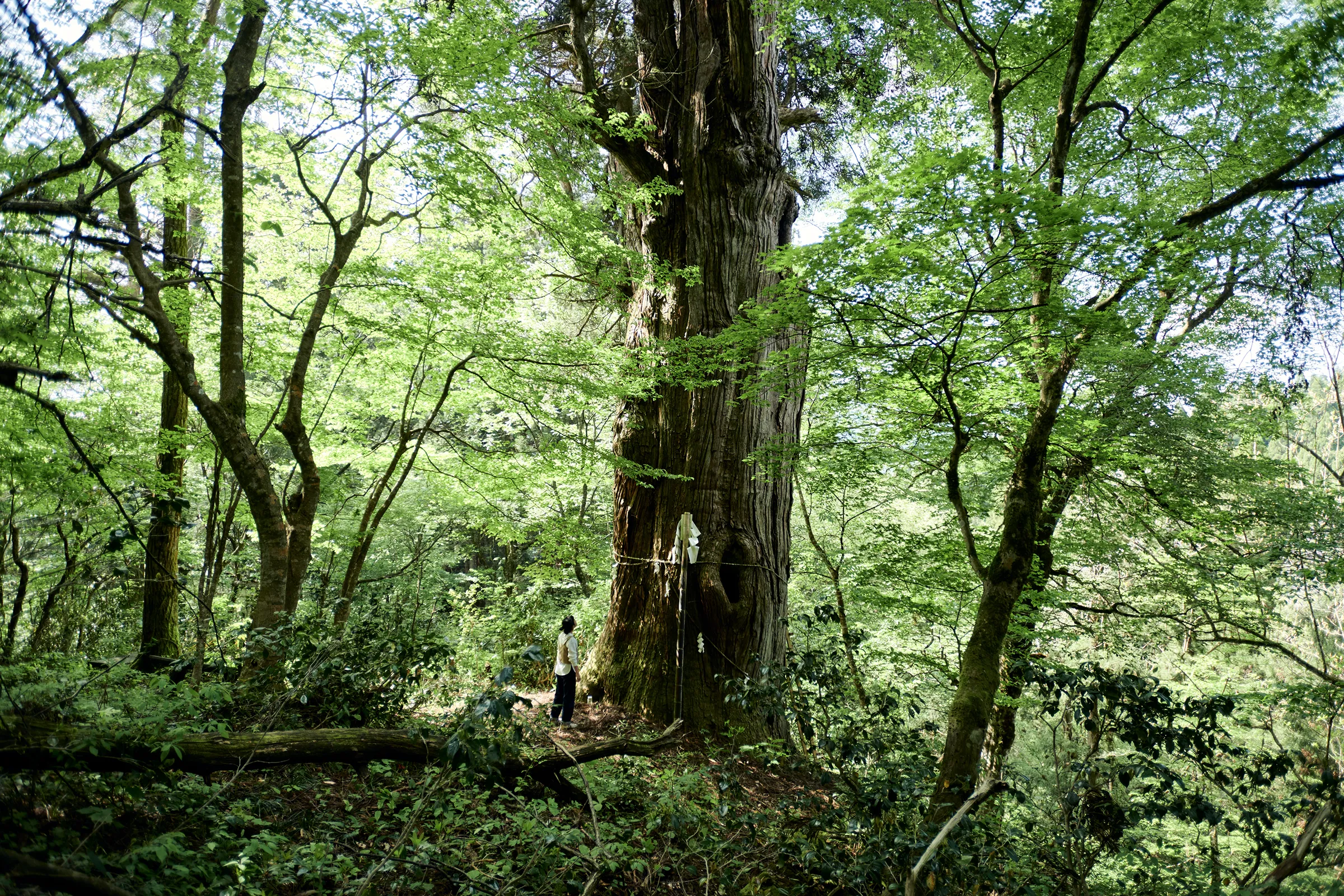 須波阿湏疑神社・稲荷の大杉